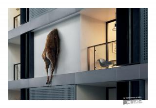 Freeland Foundation: The Truth Behind The Wall, Deer